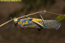 grasshopper